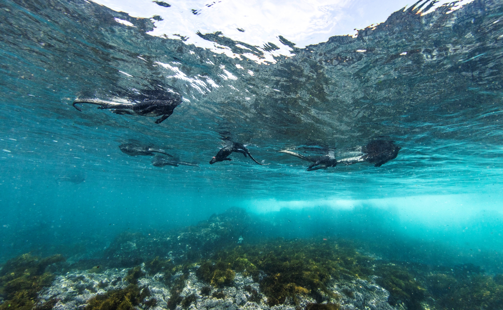 Diving with wildlife in the Galapagos
