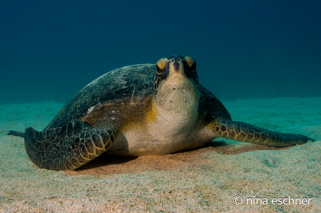 Santa Fe Island dive site in the Galapagos