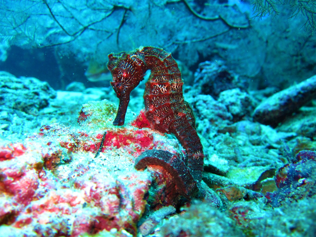 Floreana Island dive site in the Galapagos