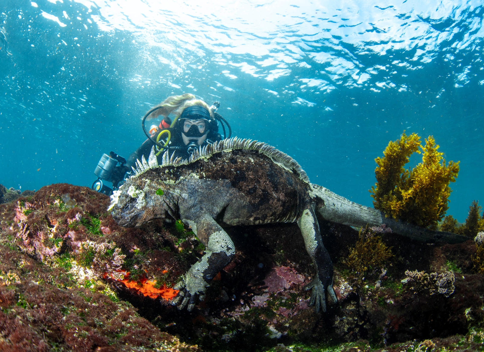Diver with marine iguana in the Galapagos