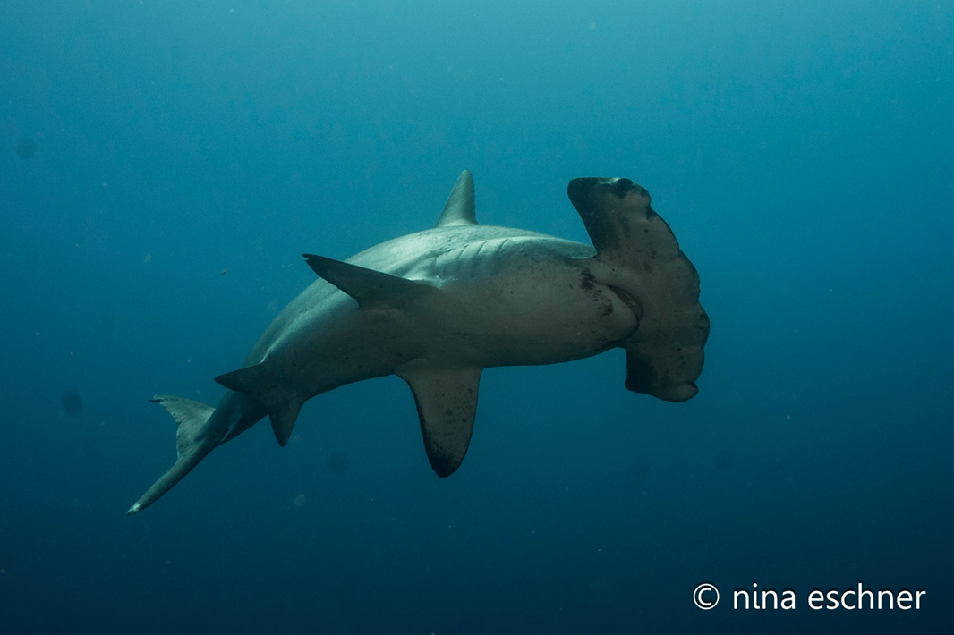 Hammerhead shark at Gordon Rocks, Galapagos