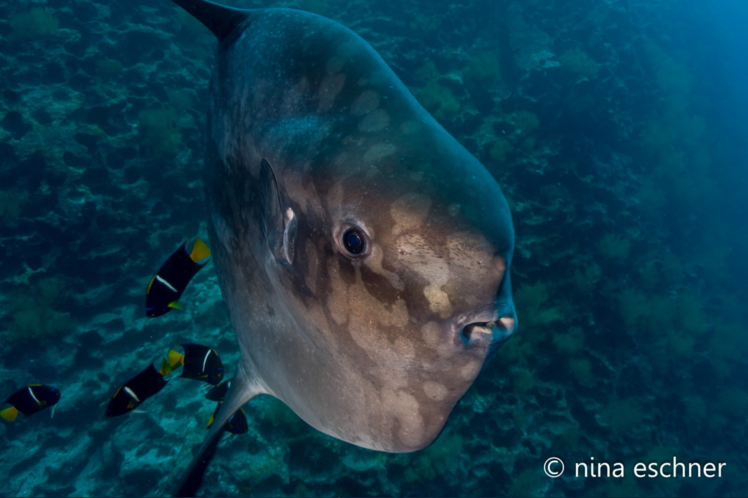 Hammerhead shark at Gordon Rocks, Galapagos