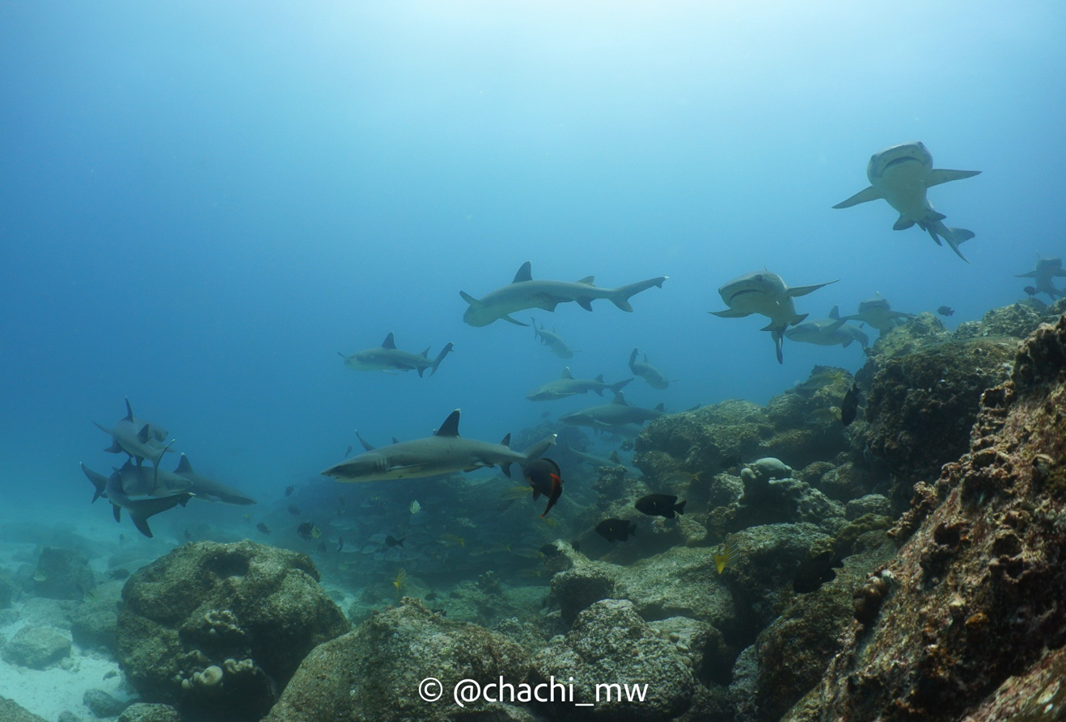 Seymour Channel and Mosquera North dive site in the Galapagos