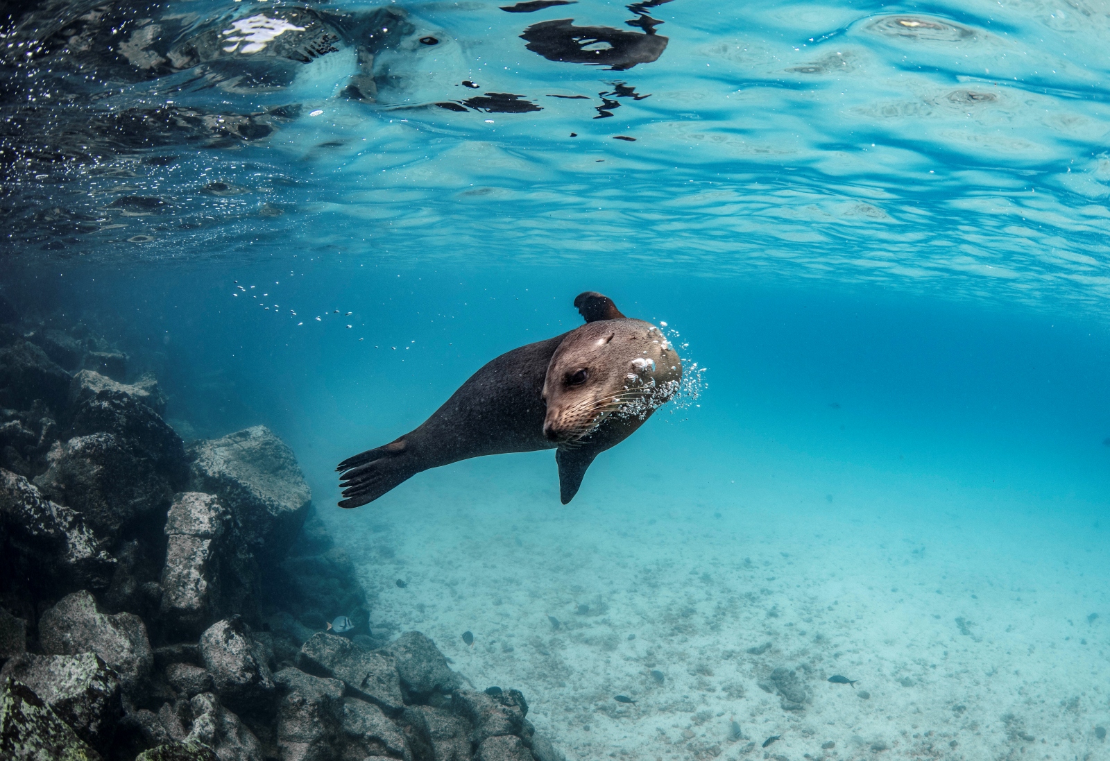 Galapagos diving photo
