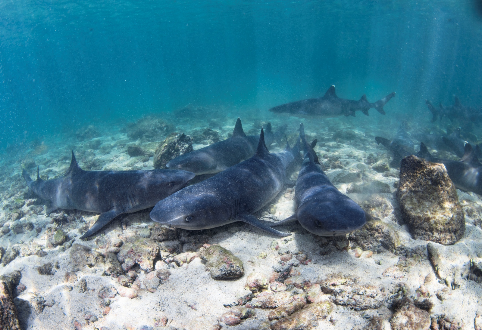 Galapagos diving photo