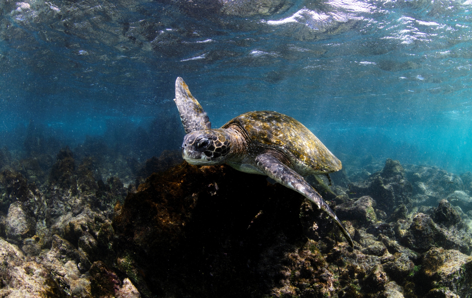 Galapagos diving photo