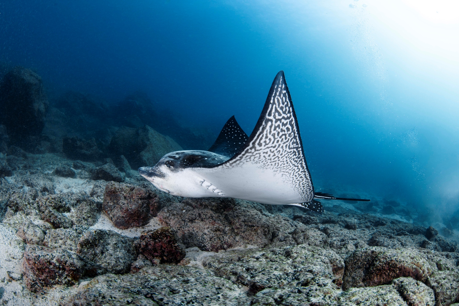 Galapagos diving photo