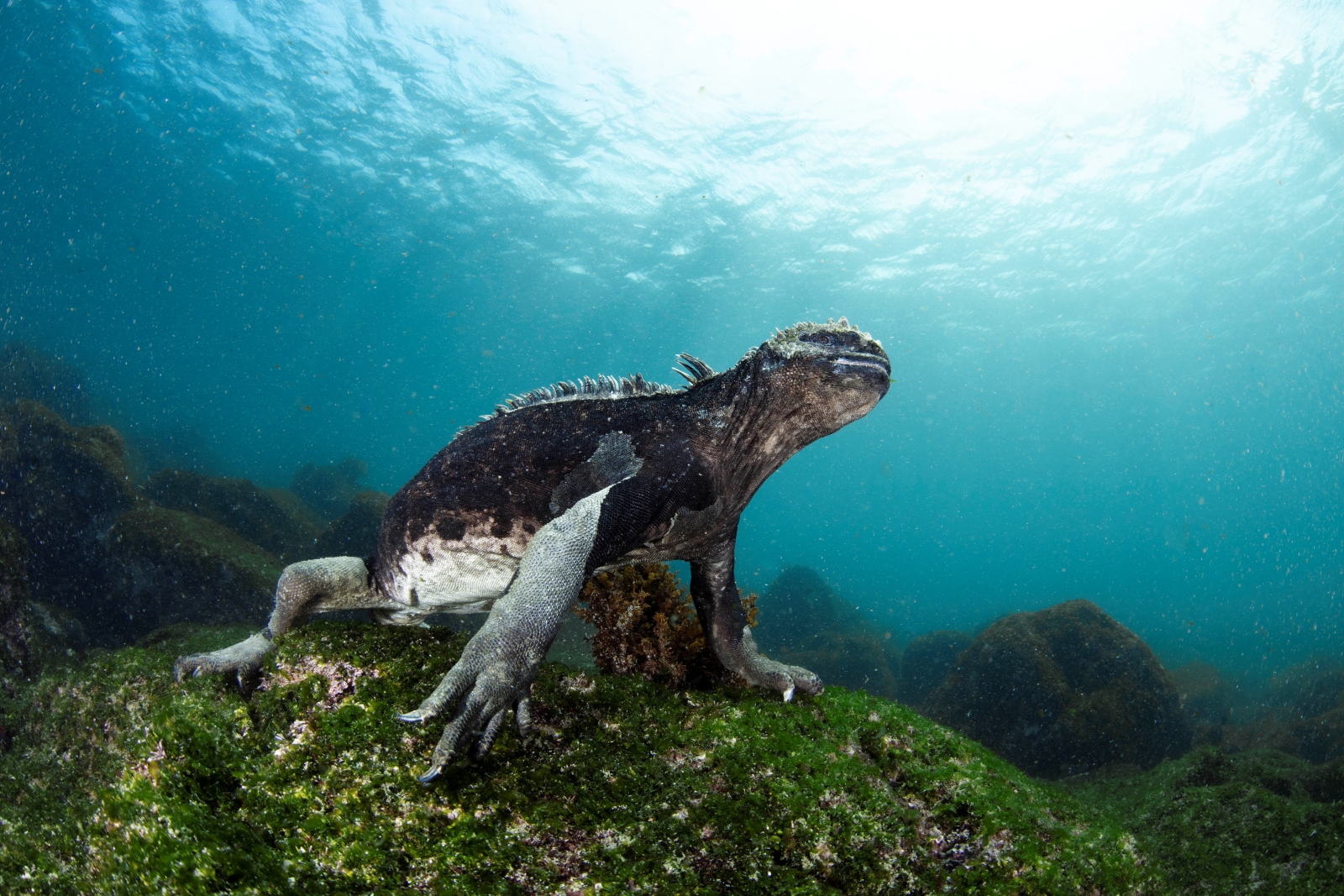 Galapagos diving photo