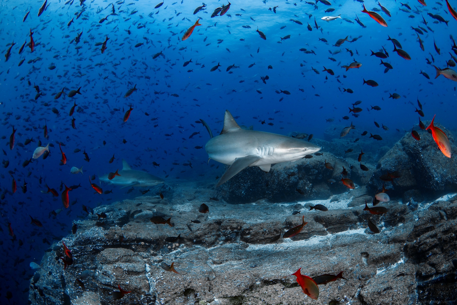 Galapagos diving photo
