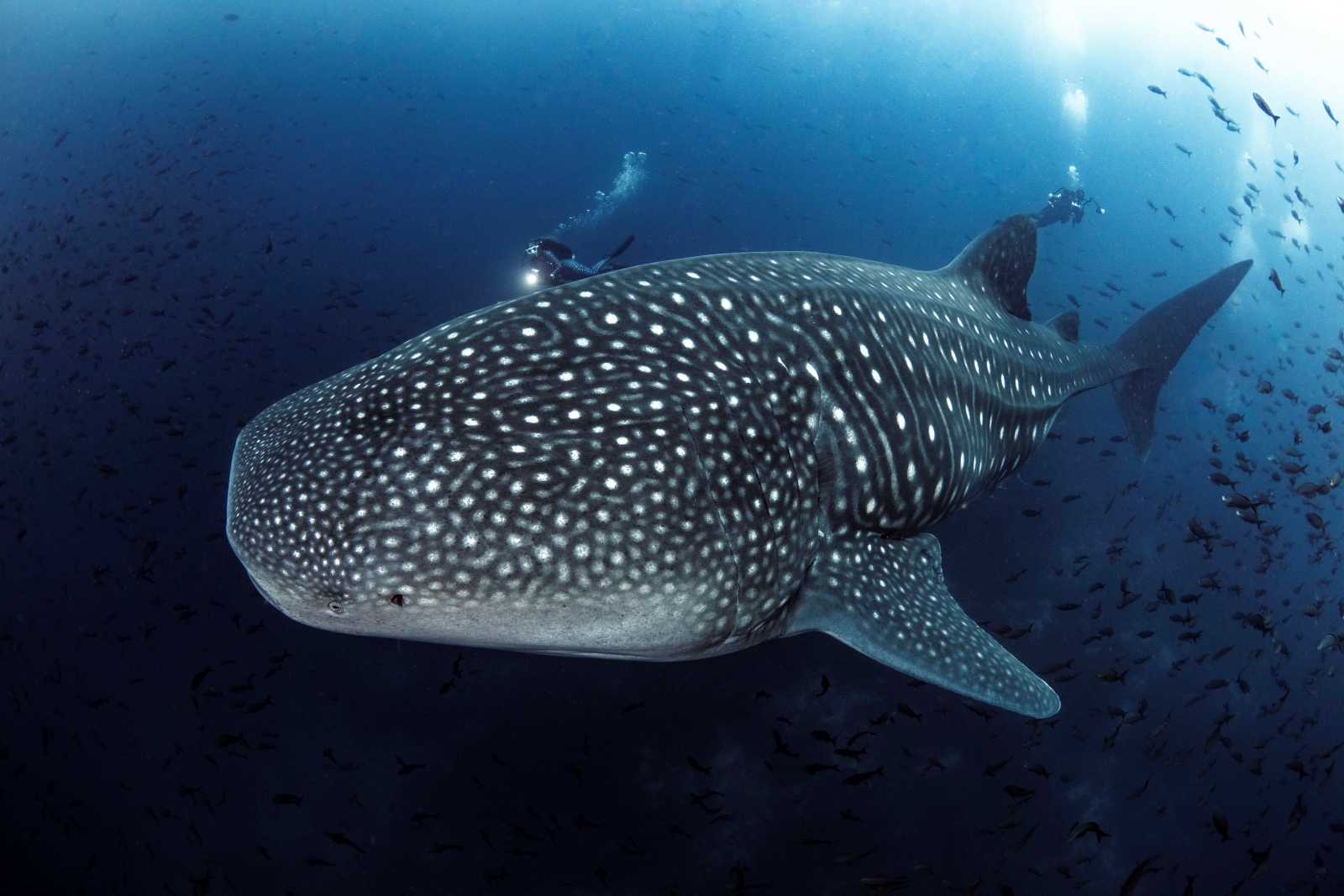 Whale shark with diver in the Galapagos