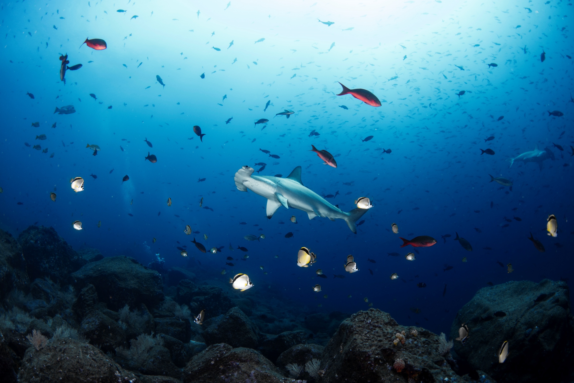 Hammerhead shark in the Galapagos - diving adventure
